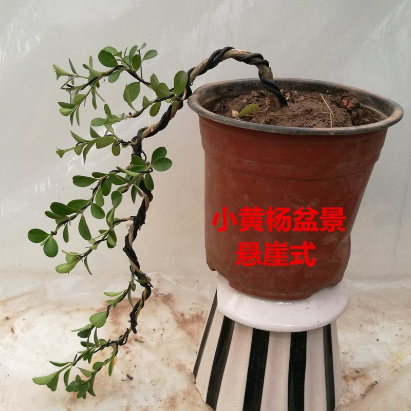 现货速发实物黄杨盆景黄杨小叶黄杨盆栽矮化盆景造型盆栽