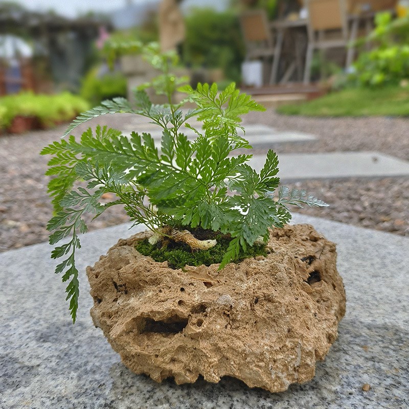 现货速发上水石原石吸水石盆景假山花盆造型植物满天星吸水石款