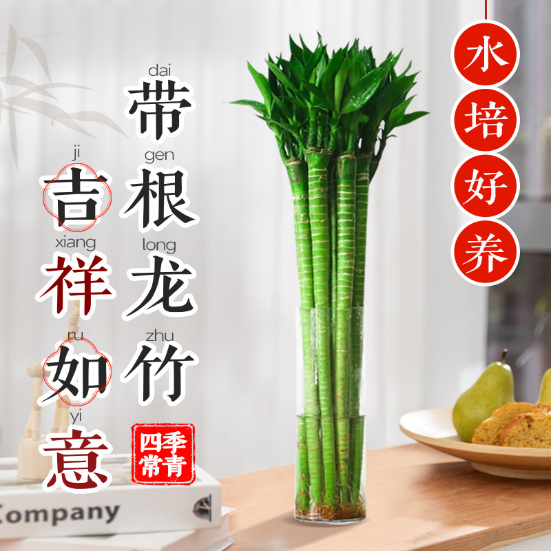 速发水培室竹带根多头富贵竹观竹竹节节高龙音苗转运竹龙内观赏绿
