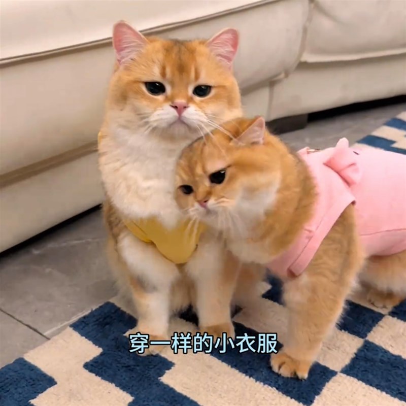 速发咪韩风猫日衣服金渐牵泰迪比熊贵宾可层引防掉毛背心