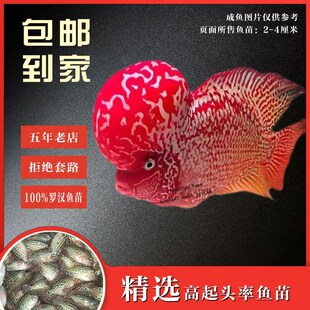 速发罗汉鱼苗好养耐活观赏鱼热带鱼大苗亚成泰金花火凤凰红马鸿运
