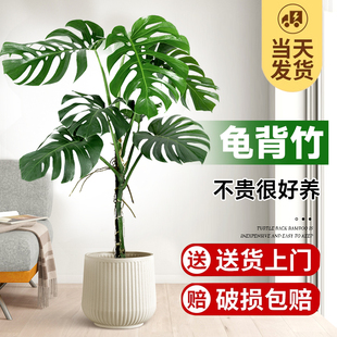 速发提根龟背竹客厅大盆厅老桩造型客栽办公室落地大型真绿植四季