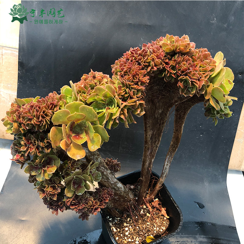 小众高货紫羊绒多肉植物玫瑰法师扇面韩国进口法师缀化稀有多肉老