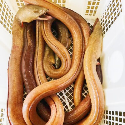 正宗土龙福建东山岛野生土龙