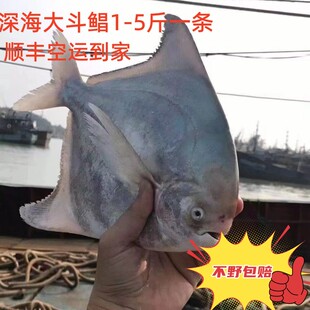 海捕斗鲳深海大斗鲳大尾鲳鱼大平鲳鲳鳊鱼大鲳鱼清蒸大海鱼镜鱼