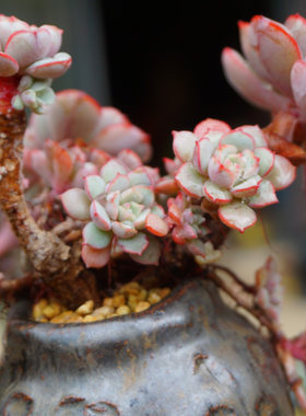 凌波仙子老桩多肉植物