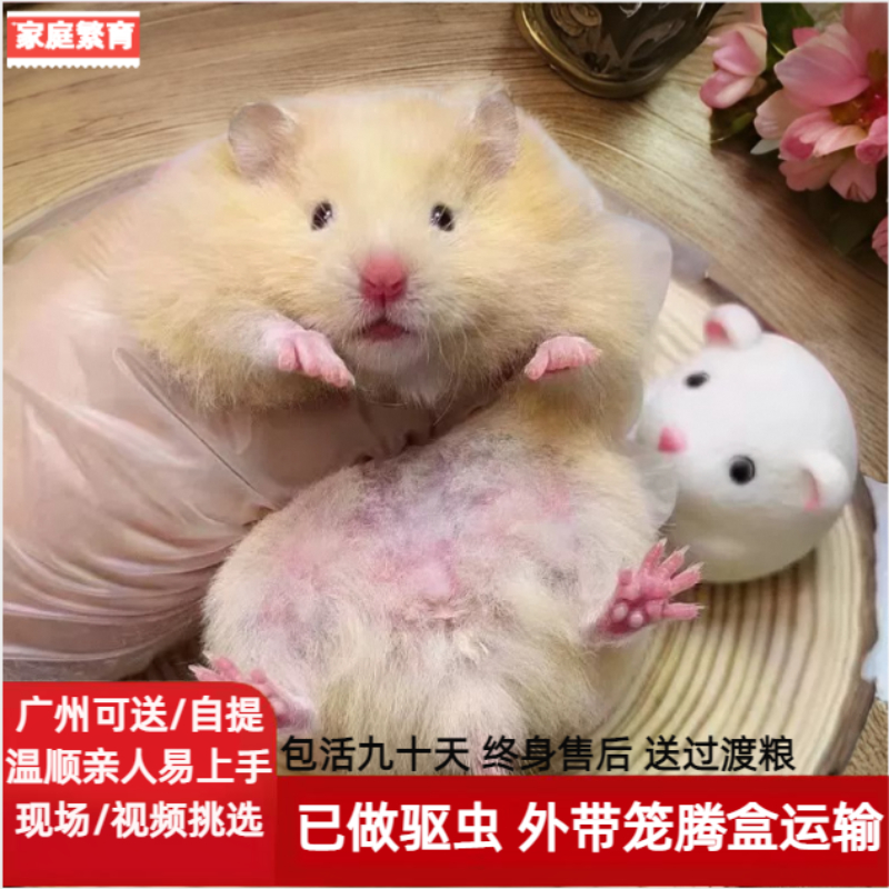 家养仓鼠金丝熊健康包活九十天