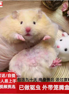 包活金丝熊活物长毛家养卷毛波利黑波米熊类仓鼠巨型大体宠物鼠