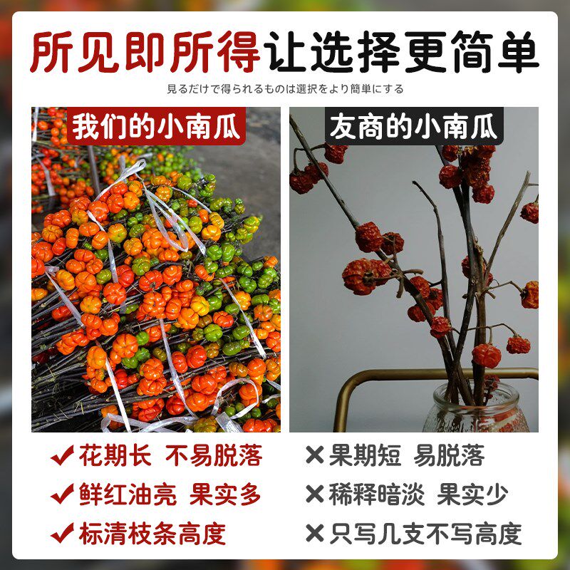 速发观赏插南瓜云南基地直发家养水用小花千层金五代果鲜切花