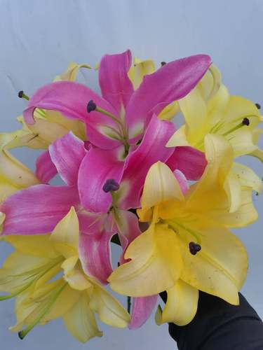 云南香水插花包邮到家百合