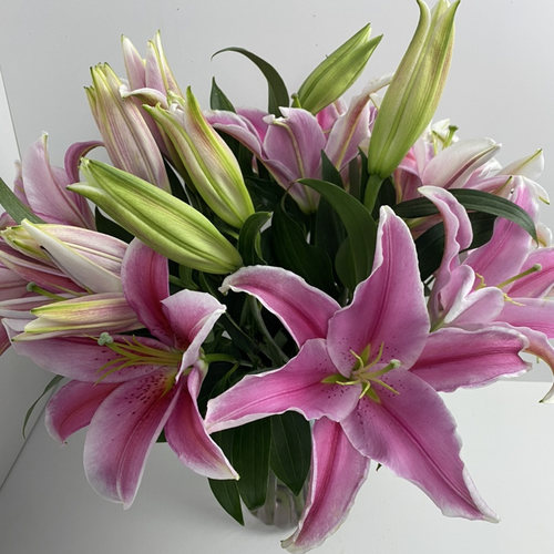 索尔邦香水百合鲜花水养花家用插花