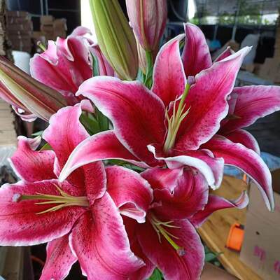 昆明基地直批香水百合鲜花