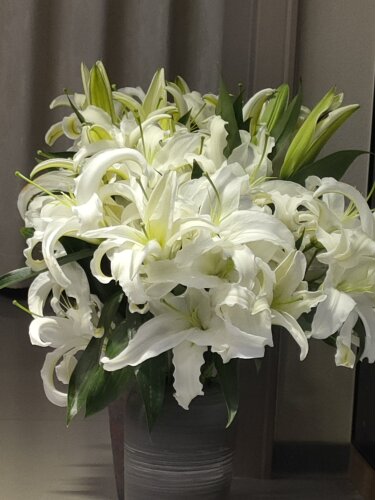 西伯利亚香水百合鲜切花鲜花同城速递