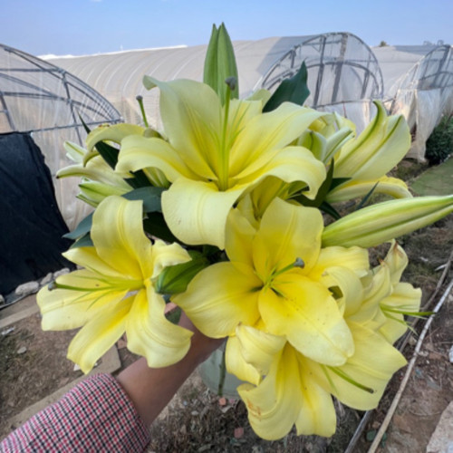 云南基地直发香水百合昆明助农