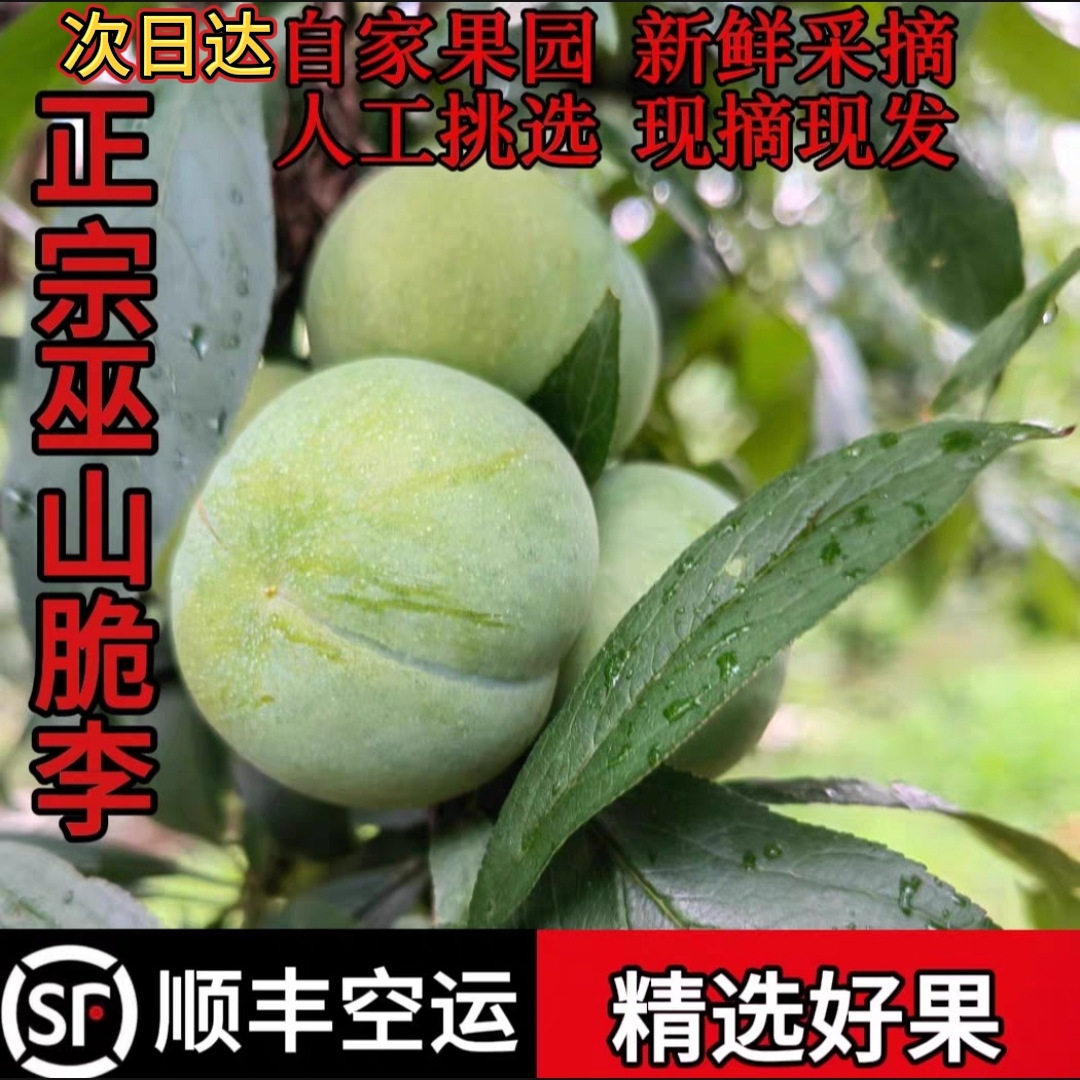 重庆巫山脱骨李脆李水果
