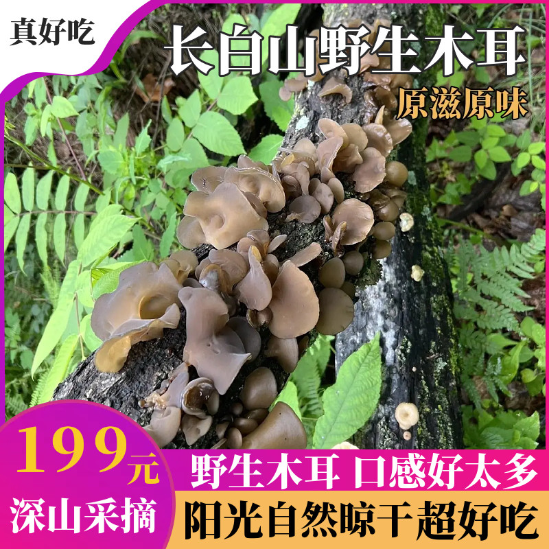 野生木耳天然黑木耳东北特产长白黑木耳