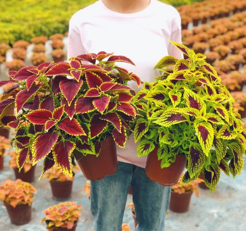 花卉植物四季阳台彩叶草观叶