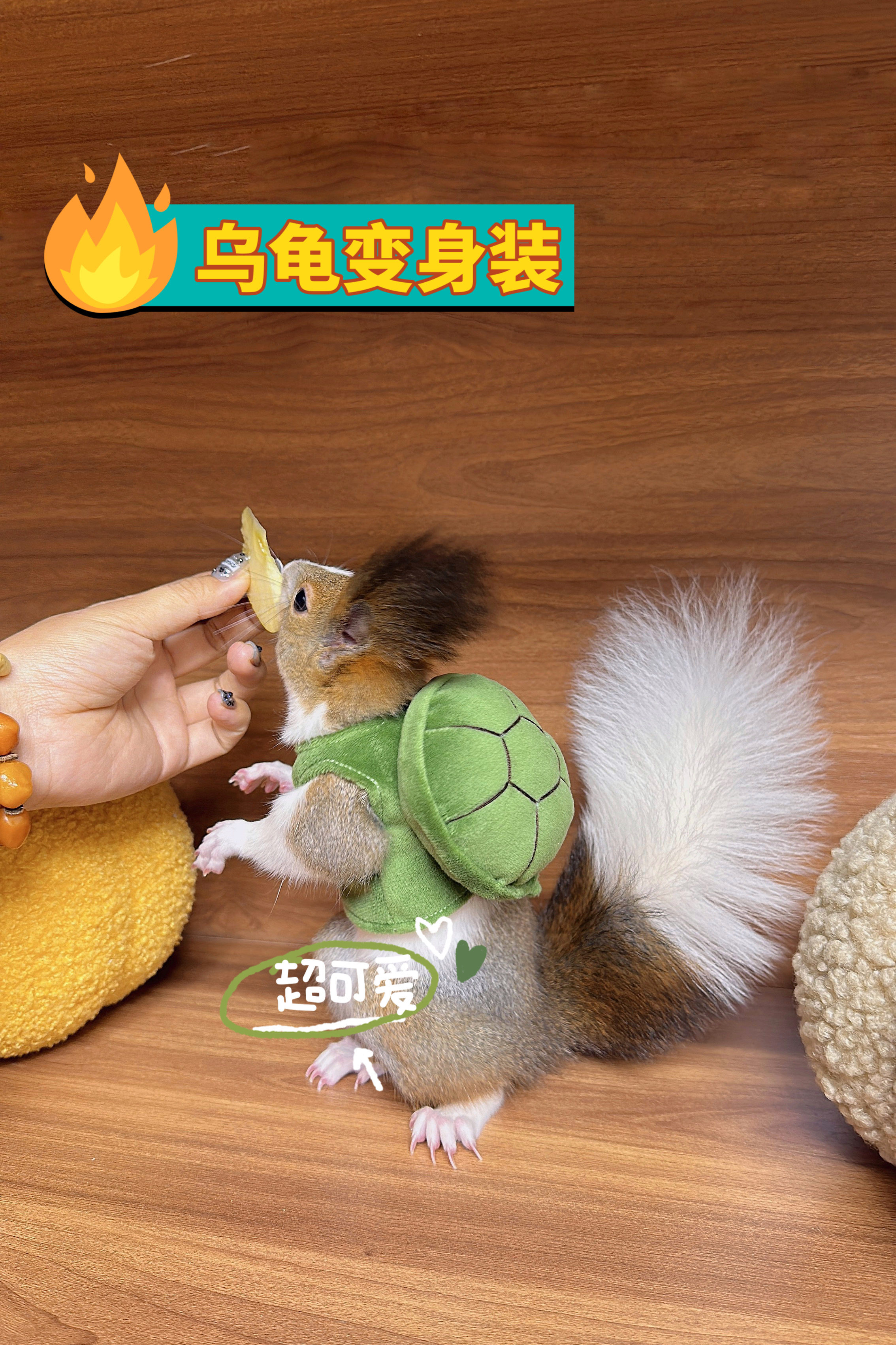 纯手工乌龟服拍照道具萌宠衣服图片