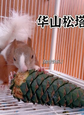 松鼠主粮零食物啃咬特大新鲜华山松塔华山松子玩具磨牙
