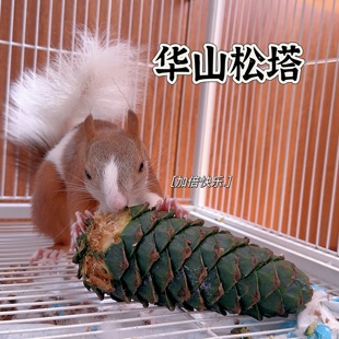 松鼠主粮零食物啃咬特大新鲜华山松塔华山松子玩具磨牙