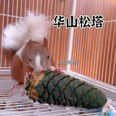 松鼠主粮零食物啃咬特大新鲜华山松塔华山松子玩具磨牙