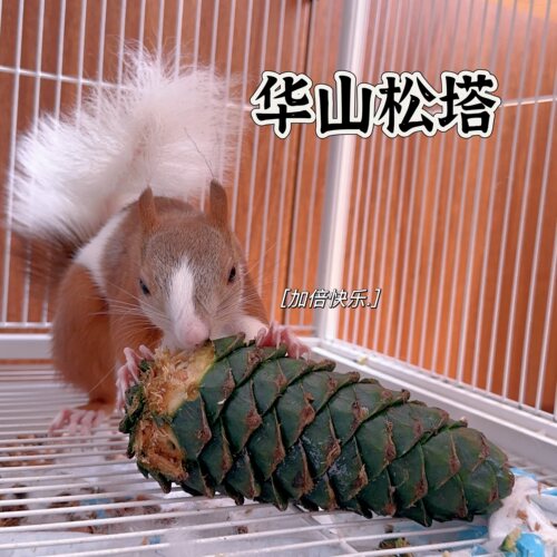 松鼠主粮零食物啃咬特大新鲜华山松塔华山松子玩具磨牙