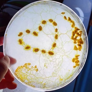 黏菌宠物菌种菌核饲养套装粘菌染色迷宫培养小孩儿童生日礼物宠物