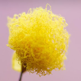 黏菌宠物菌种菌核粘菌饲养套装曳尾菌多头绒网红好养活微生物实验