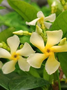 爬藤花卉阳台庭院花期长开花香