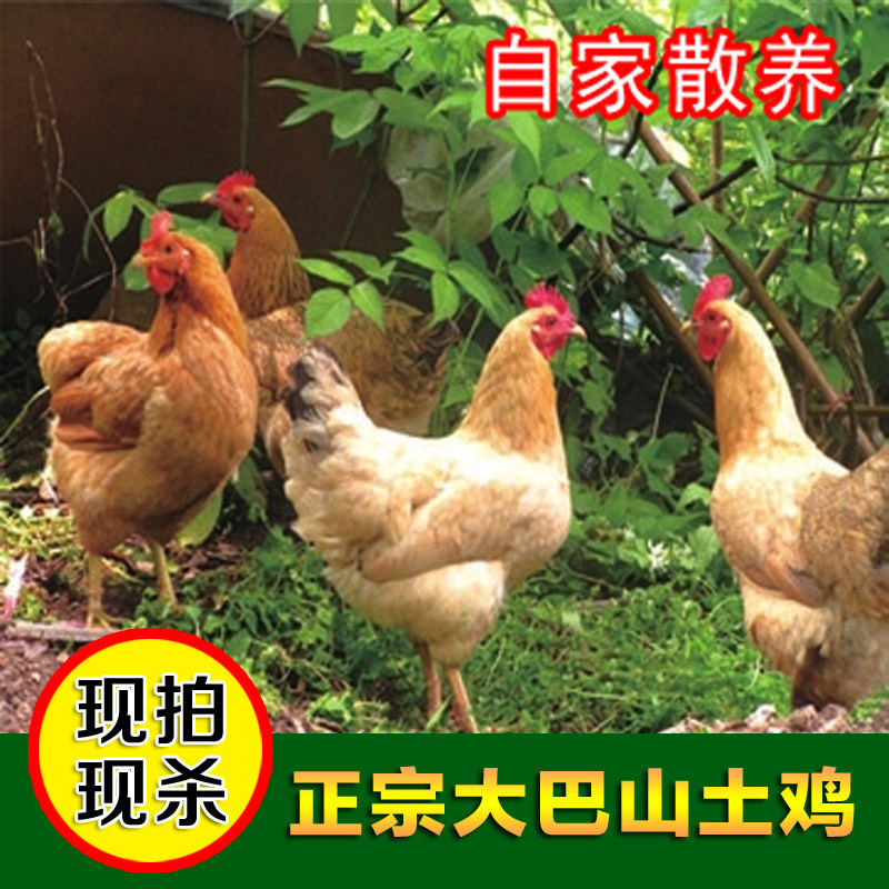 农家散养老母鸡草鸡自养活鸡现杀月子鸡笨鸡乌鸡顺丰包邮