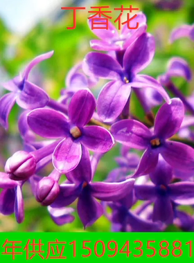 丁香花别墅乡村风嫁接绿化苗木