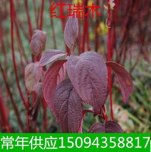 绿化苗木红瑞木树苗彩色苗木红马球苗木红梗木红柳苗