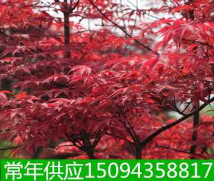 工程绿化苗木红枫苗红枫小苗红枫彩色苗木红枫小苗红枫树苗