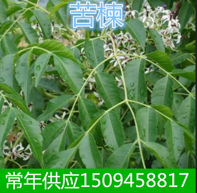 用品猫咪植物盆栽苦楝树养猫居家植物