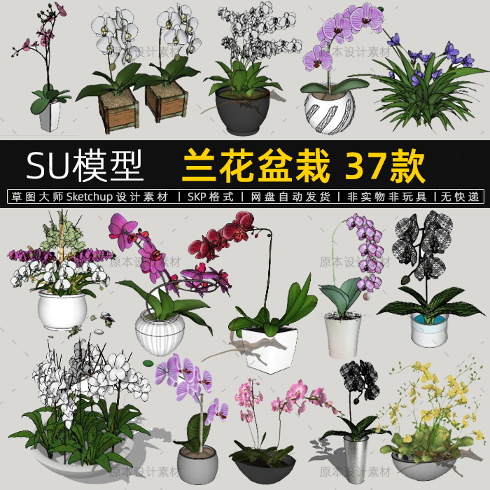 SU模型兰花盆栽蝴蝶兰花朵植物盆景装饰品sketchup素材草图大师