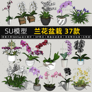 兰花盆栽SU模型蝴蝶兰花朵植物盆景装饰品sketchup素材草图大师