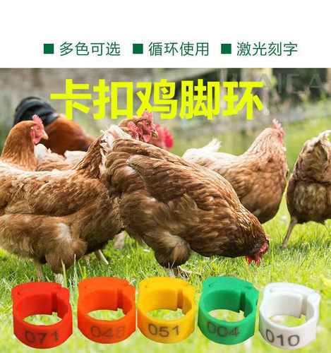 鸡脚环卡扣式鸡用脚环脚圈记号识别环鸡鸭鹅家禽类脚环脚圈标签