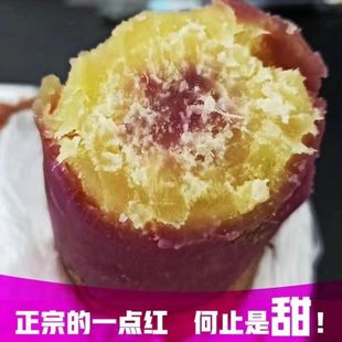 广东从化一点红番薯新鲜现挖农家自种粉糯甜高山红薯冰缴淋香地瓜