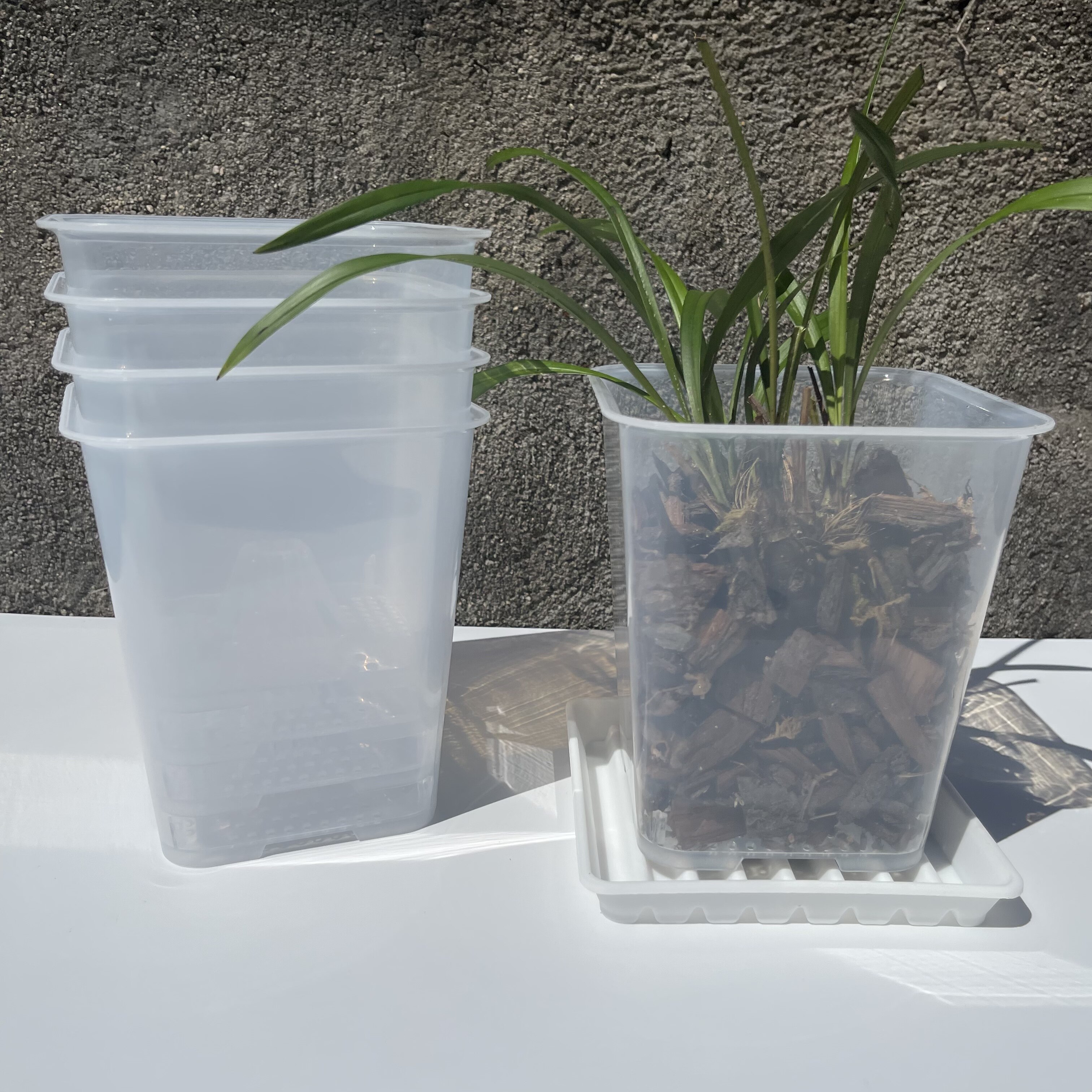 加厚透明蝴蝶兰花专用花盆