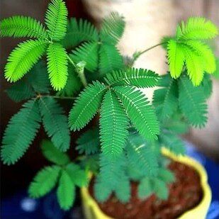 Mimosa seeds Potted plant Flowers flowers and plants balcony courtyard plant Potted plant Seed Shy grassin the Flower delivery/Flowers simulation/Plants gardening , Flowers/Fruits and vegetables/Lawn seed (New) , Home &amp; Garden Seeds  category - from Buy2taobao.com to provide professional Taobao agent buy service