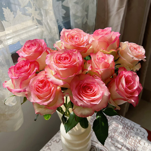 【艾莎玫瑰20支】云南基地直发鲜切花室内鲜花直播间现场直播卖花