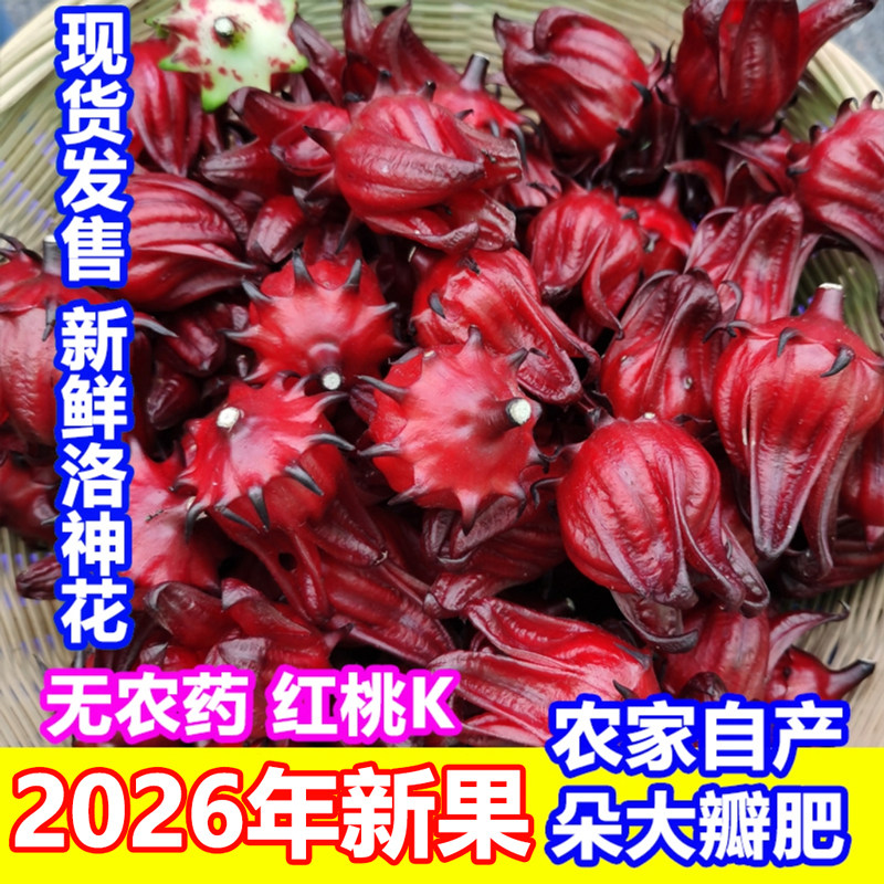 2026新鲜现摘洛神花玫瑰茄红桃k可做蜜饯果酱酵素8斤泡酒泡茶泡水