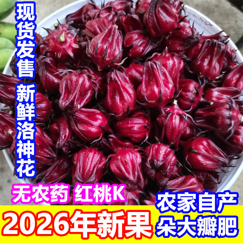 新鲜广西洛神花红桃k赤玫瑰茄