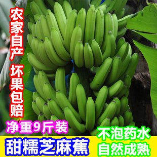 香糯甜小米香焦不泡药水 食用芝麻蕉 新鲜水果9斤净重 广西大香蕉
