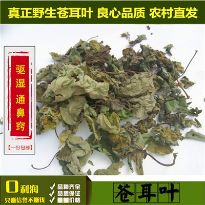 野生新鲜苍耳子中药材