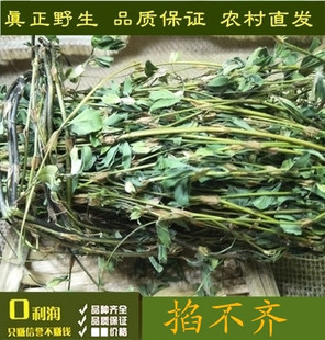 野生天然鸡眼草 妹子草 公母草 掐不齐 三叶人字草500克包邮。