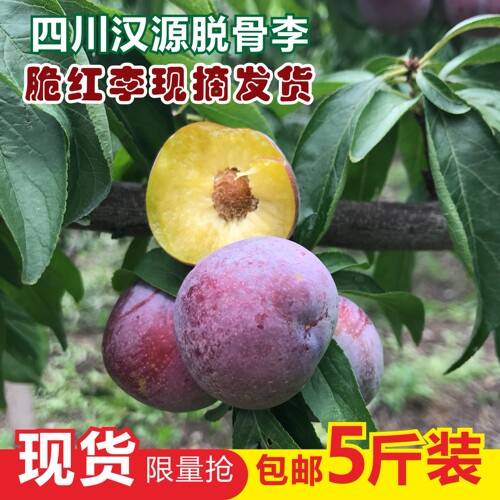 四川汉源脆红李脱骨李脆甜5斤脆甜农家高山翠红李子新鲜孕妇水果