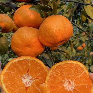 四川汉源本地明日见现摘柑橘桔产地直发现摘孕妇新鲜水果味浓酸甜