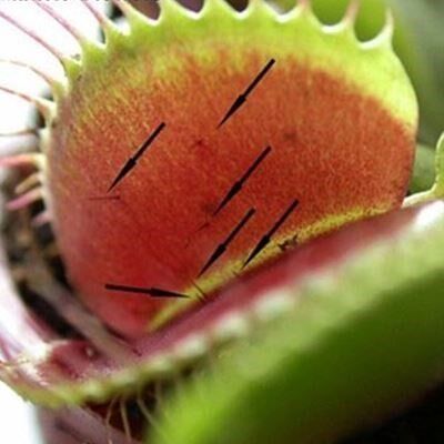 화분에 심은 금성 파리통 식물 씨앗 DIONAEA MUSCIPULA GIANT CLI