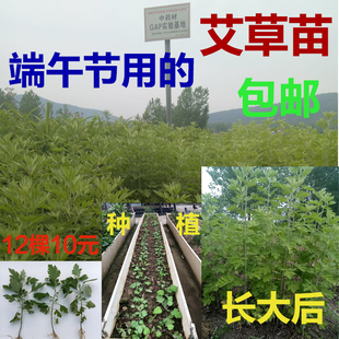 鲜艾叶根包邮香艾草苗种苗多年生艾蒿苗糍粑野生艾草根泡脚驱蚊草